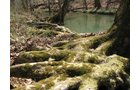 Property photo 36 - 137 Acres in 2 Tracts - 64 Tillable Acres, Potential Building Sites, Hunting